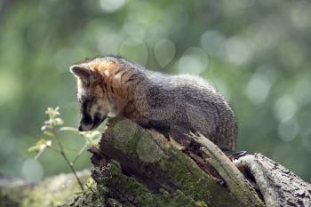 Gray Fox resting on a tree