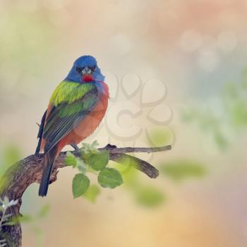 Male Painted Bunting perches