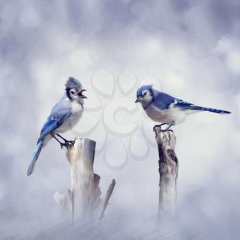Blue Jay birds perching.Digital painting.