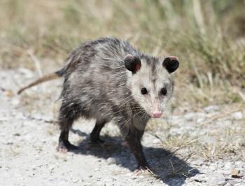 Common Opossum walking in Florida wilderness