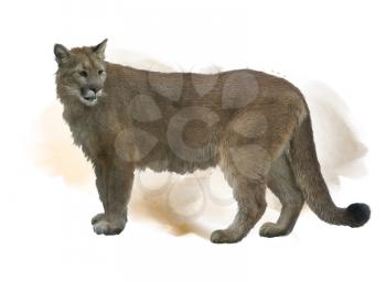 Florida panther or cougar watercolor painting