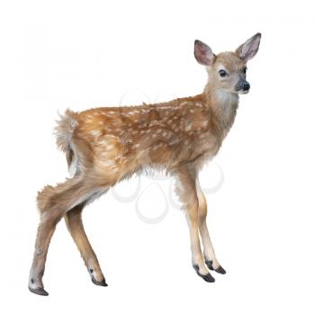 whitetail deer fawn watercolor, isolated on white background