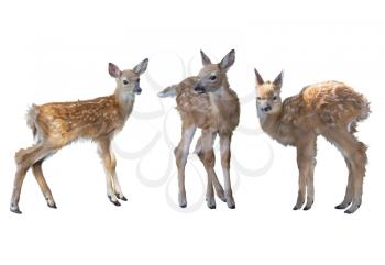 whitetail deer fawns watercolor painting isolated on white background