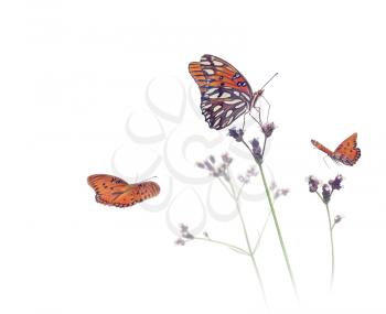 Gulf Fritillary butterflies in a meadow on white background