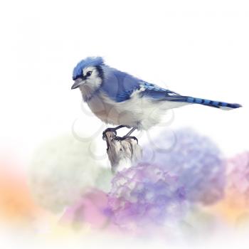 Blue jay in Flower garden,watercolor painting on white background