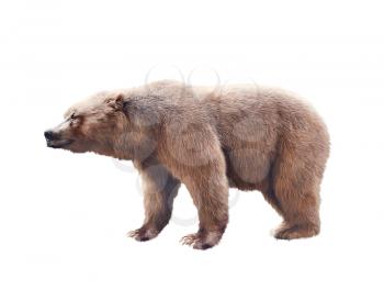 Brown bear watercolor isolated on white background