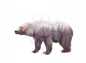 Double exposure of a wild brown bear and a pine forest isolated on white background