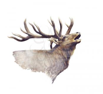Bull Elk portrait watercolor on white background