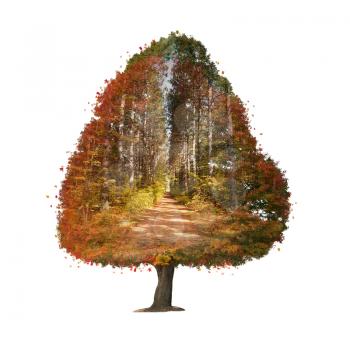 Autumn tree Double Exposure effect on white background