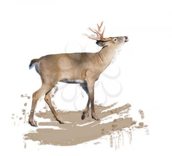 Digital painting of White-tailed deer