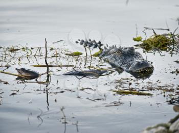 Alligator with a large turtle in its mouth