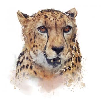 Cheetah Portrait watercolor illustration on white background