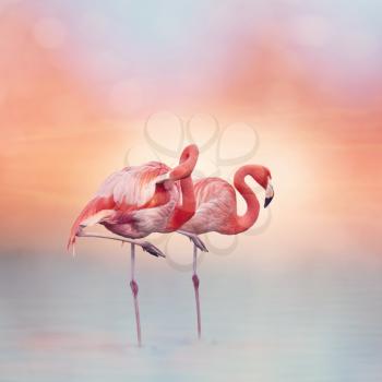 Two Pink flamingos in the water at sunset