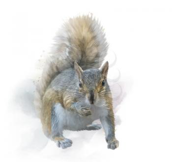  portrait of American gray squirrel on white background. watercolor painting.