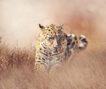 Wild Leopard resting in the grass