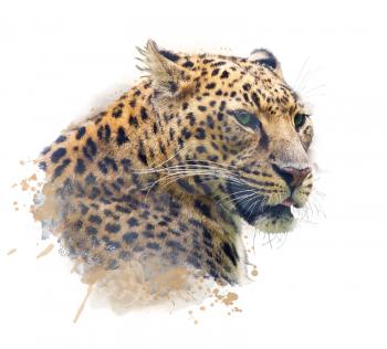 Watercolor Portrait of Leopard  on white background