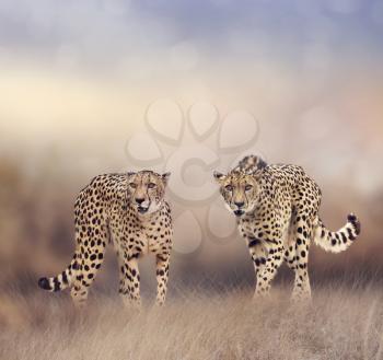Two Young Cheetahs in the grassland