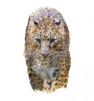 Watercolor Portrait of Leopard  on white background