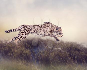 Cheetah Running  in the grassland at sunset
