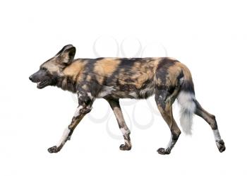 African wild dog isolated on white background,  also known as African hunting or African painted dog