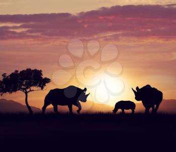  rhinoceros family walking at sunset