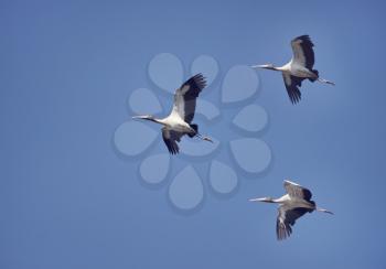  Wood Storks in flight against the blue sky