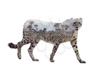 Double exposure of walking cheetah on white background