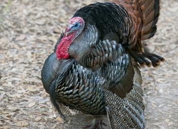  Wild Turkey Male with Tail Feathers Displayed in the forest