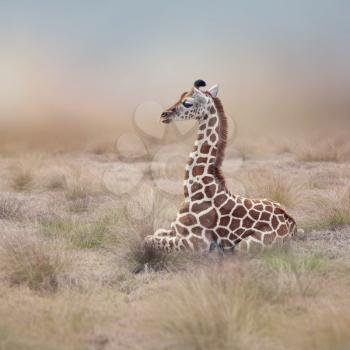 Young Giraffe resting in the grassland