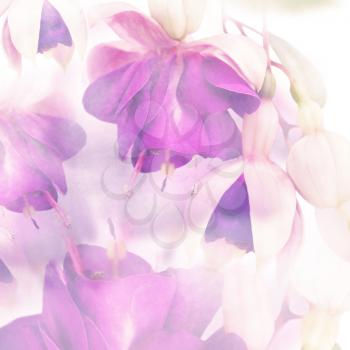 pink and purple fuchsia flowers watercolor background
