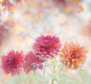 Colorful Dahlia Flowers watercolor illustration. Digital painting.