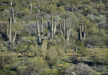 Arizona desert landscape with Saguaro Cactus