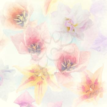 Colorful tulip flowers  watercolor. Digital illustration.
