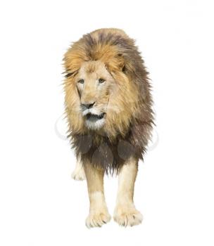 Digital Painting of Lion isolated on white background