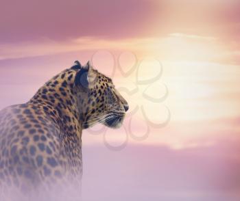 Leopard portrait at colorful sunset
