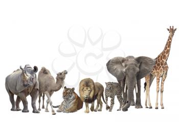 Group of african animals isolated on white background.