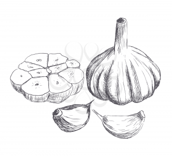 Hand drawn raw garlic sketch. Vector illustration