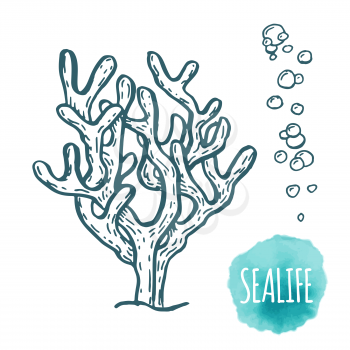 Hand drawn aquatic coral doodle vector illustration. Sketch.