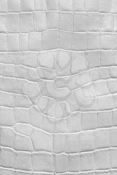 White crocodile leather texture, macro 