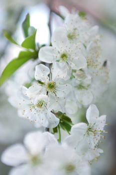 Cherry tree blossom in spring 
