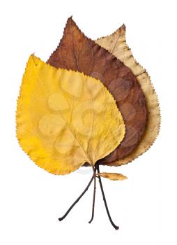 Autumn leaves isolated on white background 