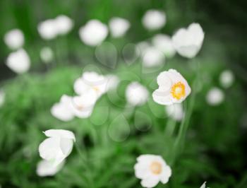 White flowers, close up photo