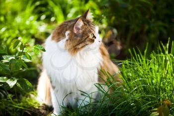 Cat outdoor in nature 