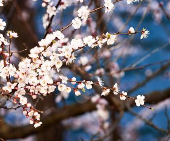 Blooming apricot tree 