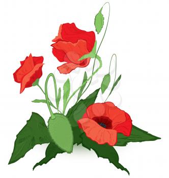 Vector illustration of red poppies isolated on white