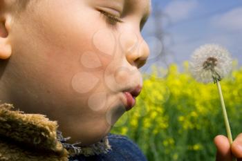 A young child blowing a dandelion