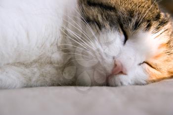 A close up of a sleeping cat