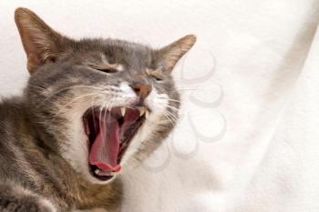 A cat yawning on a white sofa