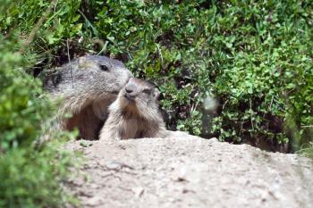 alpine baby marmot and mother