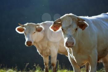 cows in a prairie